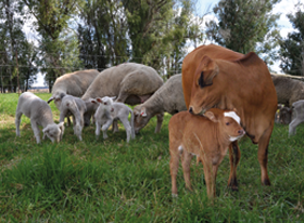 Livestock